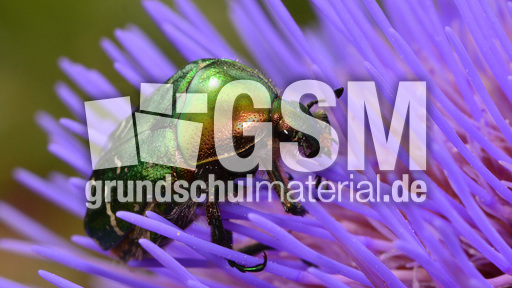 Goldglänzender Rosenkäfer (6).jpg